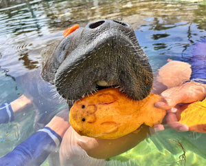 THE DOLPHIN COMPANY DEDICARÁ EL MES DE SEPTIEMBRE A CONMEMORAR EL DÍA INTERNACIONAL DEL MANATÍ